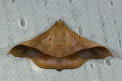 Chilkasa falcata