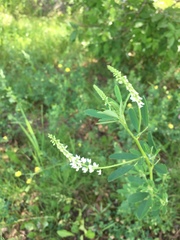 Melilotus albus