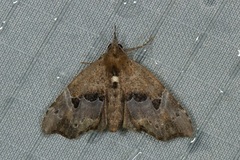 Mecistoptera violescens