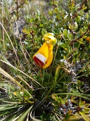 Calceolaria uniflora