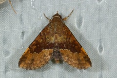 Diascia hayesi