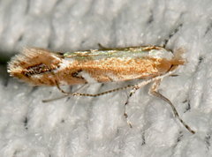 Cameraria quercivorella