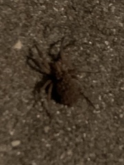 Lycosoidea