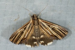 Ercheia multilinea