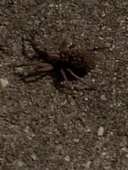 Lycosoidea