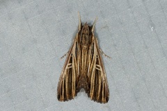 Ercheia multilinea