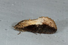 Odontodes seranensis