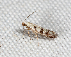 Argyresthia austerella