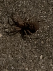 Lycosoidea