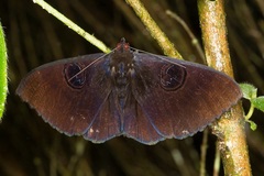 Erebus caprimulgus