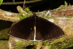 Lygniodes schoenbergi