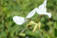 Tephrosia inandensis