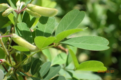 Tephrosia inandensis