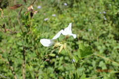 Tephrosia inandensis