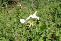Tephrosia inandensis