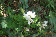 Tephrosia inandensis