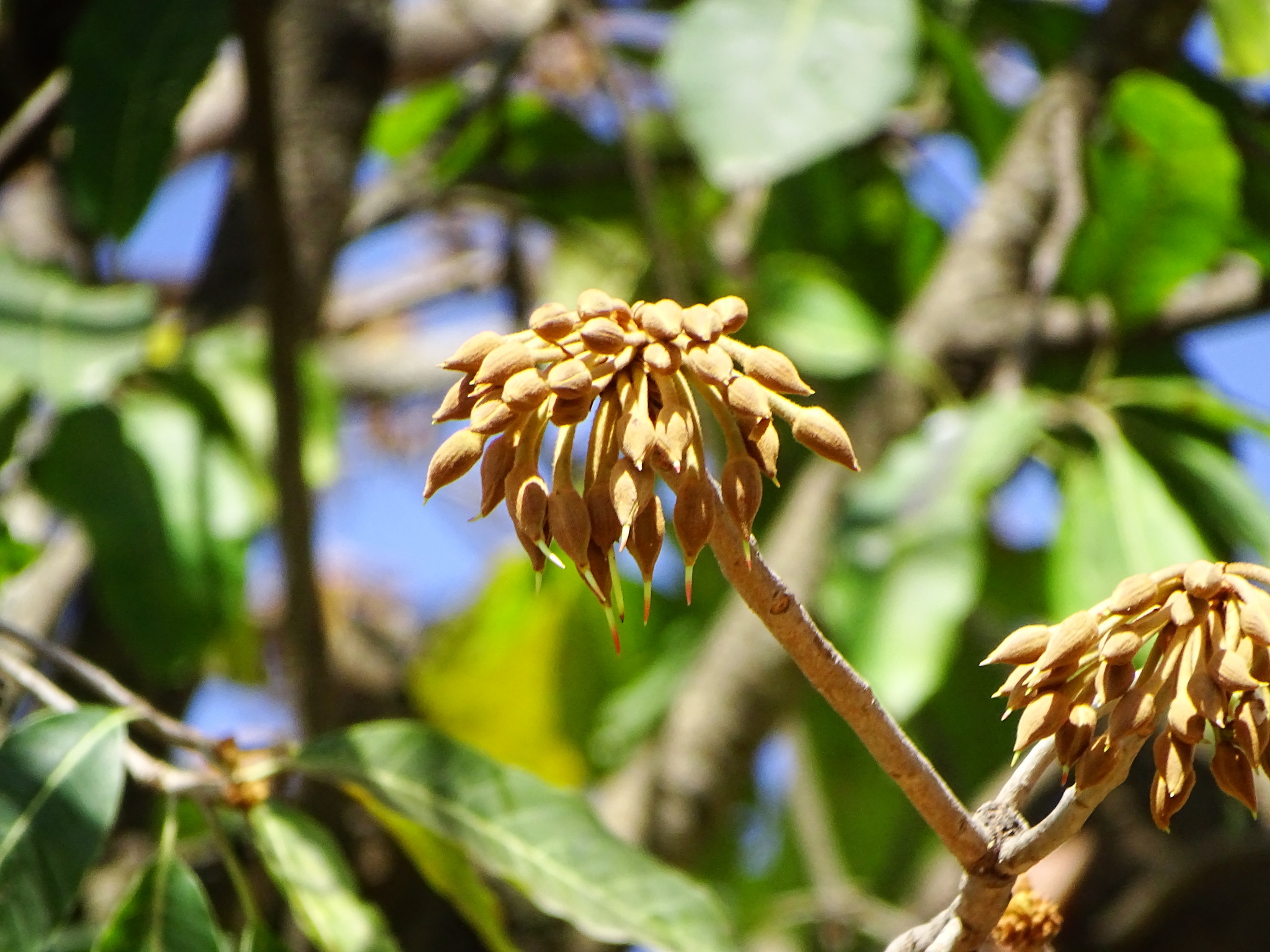 Madhuca longifolia var. latifolia