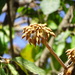 Madhuca longifolia latifolia - Photo no hay derechos reservados, subido por Ajit Ampalakkad