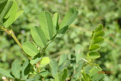 Tephrosia inandensis