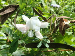 Tephrosia inandensis