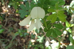 Tephrosia inandensis