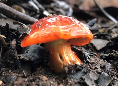 Cortinarius erythraeus