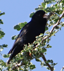 Vidua chalybeata okavangoensis