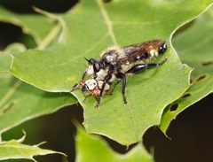 Laphria divisor