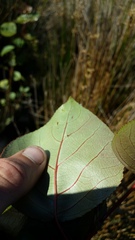 Populus yunnanensis