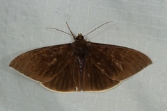 Lygniodes schoenbergi