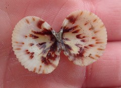 Clinocardium nuttallii