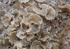 Dendrobeania lichenoides