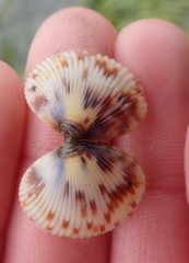 Clinocardium nuttallii