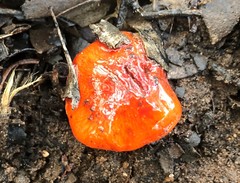 Cortinarius erythraeus