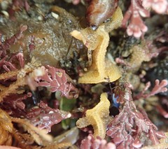 Primavelans insculpta