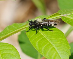 Laphria divisor