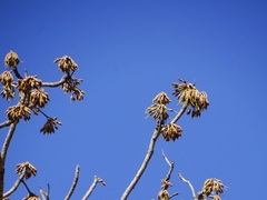 Madhuca longifolia latifolia