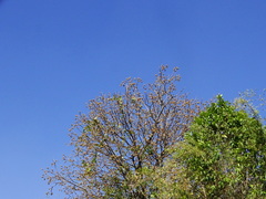 Madhuca longifolia latifolia
