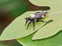 Laphria divisor