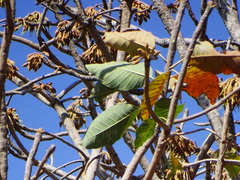 Madhuca longifolia latifolia