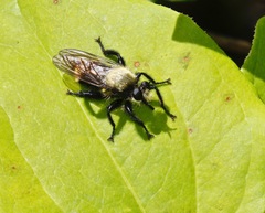 Laphria divisor