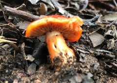 Cortinarius erythraeus