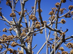 Madhuca longifolia latifolia