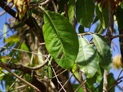 Madhuca longifolia latifolia