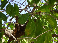 Madhuca longifolia latifolia