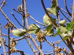 Madhuca longifolia latifolia
