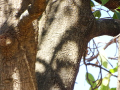 Madhuca longifolia latifolia