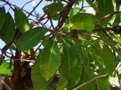 Madhuca longifolia latifolia