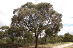 Eucalyptus radiata radiata