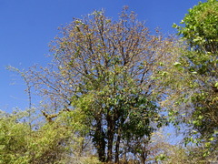 Madhuca longifolia latifolia